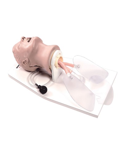 Life/form® “Airway Larry” Adult Airway Management Trainer with Stand